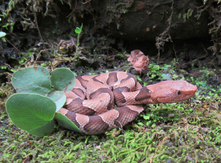 Copperhead